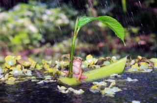 Ảnh lạ động vật trong tuần